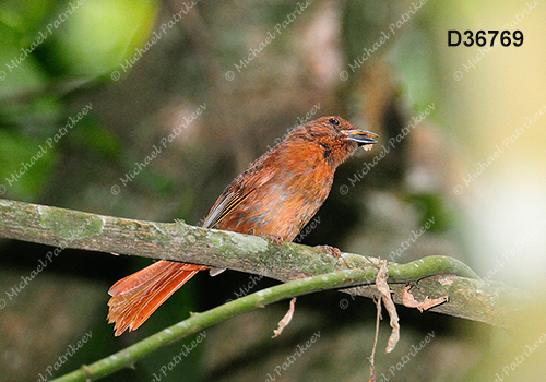Habia rubica
